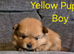 3 beautiful pomeranian puppies