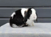 Stunning mini lop rabbit ready now