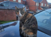 Rehoming 2 begal cross cats