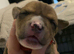 Gorgous Staffordshire bull terrier