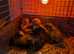 Mix breed ducks
