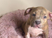 Quality pocket bullys looking for forever homes.