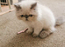 Pedigree Persian exotic kitten
