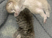 3 beautiful tabby kittens