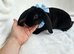 RARE Velveteen baby rabbit