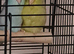 Beautiful egg laying Parrotlets