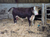 Young pedigree hereford bull
