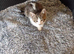 Two kittens