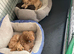 Pra clear f1BB miniture cockapoo puppies