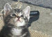 Cute n cuddly kittens for sale