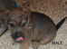 Jack Russell x Border Lakeland puppies