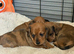 Miniature Dachshund Puppies