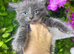 Mainecoon