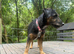 Rolo is looking for his new home