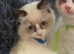 Fluffy Ragdoll kittens