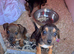Jack Russell litter