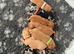 Miniature labradoodle