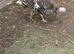 Turkeys for sale