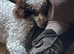 Brown Parti Mini Poodle at stud