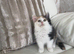 Adorable long haired Maine Coon/Ragdoll Kitten