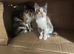 Two cats