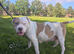 Outstanding Merle American Bulldogs