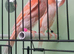 Red mosaic cocks