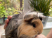 Guinea Pigs - pair of baby brothers