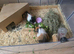 Guinea pigs for sale