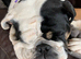 KC registered English bulldog girl