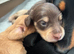 Miniature long haired pups