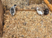 3x Chinese Painted Button quails