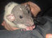 Handtame baby dumbo rats, Rex & Smooth coat. 5* homes only