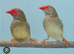 Pair starfinch