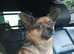 Beautiful pomchi stud dog