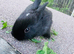 Neverland x mini lop