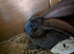Flemish giants