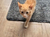 2 ginger boys avalible due to time wasters