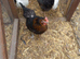 Black rock pullets 16to18 weeks