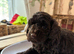F1B Cockapoo puppies - Lovely colours - Girls & Boys
