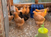 Buff Orpington