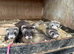 Ferrets