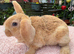 A gorgeous mini plush lop