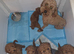Miniature Poodle puppies
