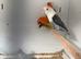 Stunning Various Baby Lovebirds