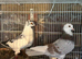 Free 20 pigeons