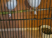Harlequin canary pair