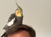 Handsome Tame Male 4 Year Old Cockateil Needing A New Loving Home