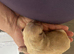 Springador puppies