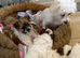 RARE TOY Biewer Maltese Puppies (Biewer Morkie)
